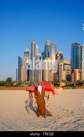 camel on the beach of Marina Dubai, skyscrapers of Dubai in background, United Arab Emirates, Dubai Stock Photo