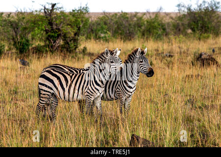 mountain zebra (Equus zebra), three zebras in savanna, Kenya, Masai Mara National Park