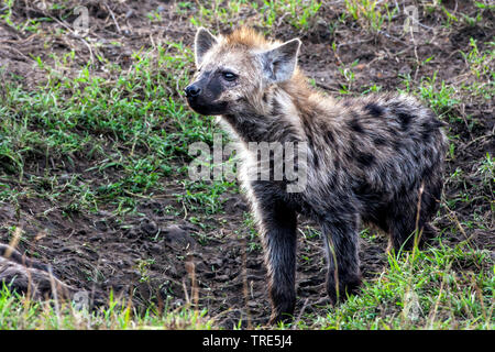 spotted hyena (Crocuta crocuta), peers, Kenya, Masai Mara National Park Stock Photo