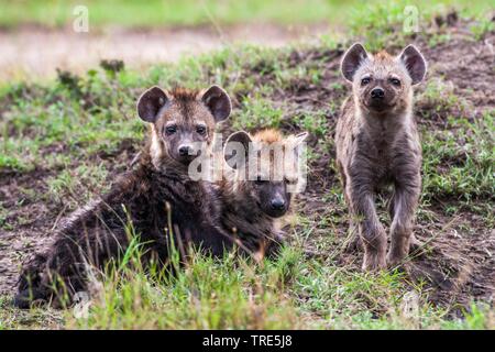 spotted hyena (Crocuta crocuta), attentive group, Kenya, Masai Mara National Park Stock Photo