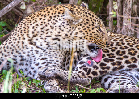 leopard (Panthera pardus), licks a wound, Kenya, Masai Mara National Park Stock Photo