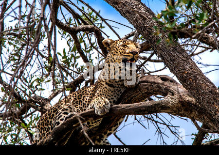 leopard (Panthera pardus), lying on a tree, Kenya, Masai Mara National Park Stock Photo