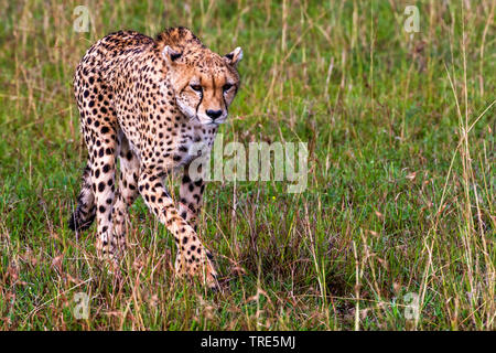 cheetah (Acinonyx jubatus), female cheetah walking through high grass, Kenya, Masai Mara National Park Stock Photo
