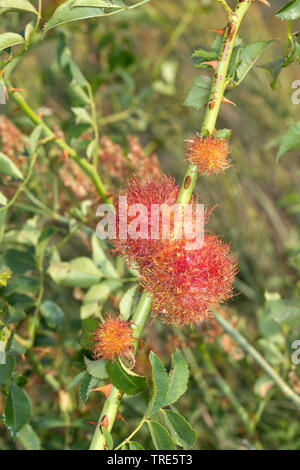 mossy rose gall wasp, bedeguar gall wasp (Diplolepis rosae), gall at a rose, Germany Stock Photo