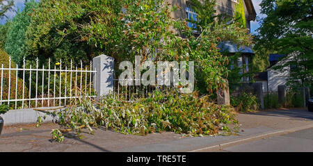 Butterfly Bush Pruning Stock Photo 283829234 Alamy