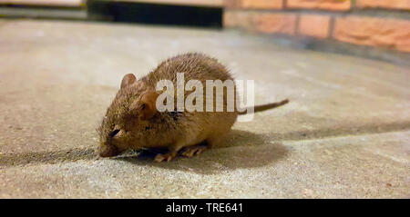 house mouse (Mus musculus), on a pavement, Germany Stock Photo