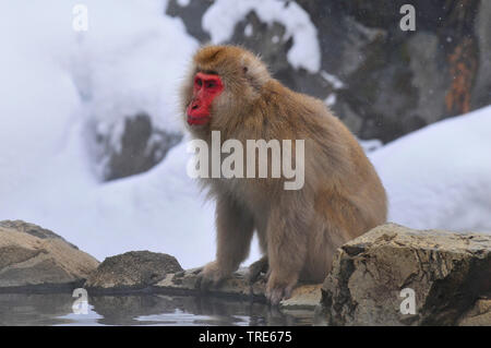 Japanese macaque, snow monkey (Macaca fuscata), sitting at the waterside of a warm spring, side view, Japan, Hokkaido Stock Photo