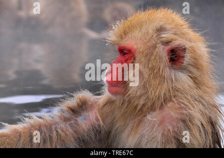 Japanese macaque, snow monkey (Macaca fuscata), portrait, side view, Japan, Hokkaido Stock Photo