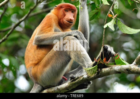 proboscis monkey (Nasalis larvatus), male sitting on a branch, Indonesia, Borneo Stock Photo