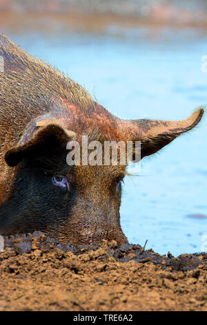 domestic pig (Sus scrofa f. domestica), pig wallowing in a pond, side view, Netherlands Stock Photo