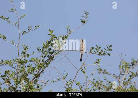 grey hypocolius (Hypocolius ampelinus), sitting on a bush, Iran, Ahwaz Stock Photo