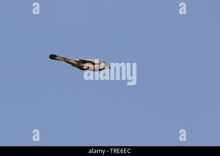 grey hypocolius (Hypocolius ampelinus), in flight, Iran, Ahwaz Stock Photo