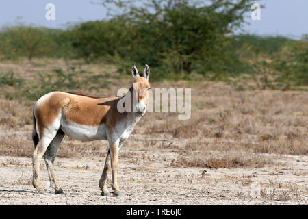 Asiatic Wild Ass, Equus hemionus khur, Little Rann of Kutch, Gujarat ...