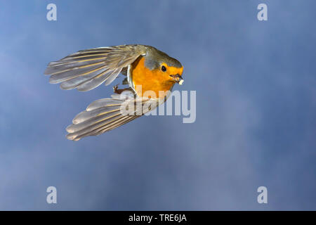 European robin (Erithacus rubecula), in flight with feed in the bill, front view, Germany Stock Photo