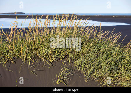 blue lyme grass, sand ryegrass, sea lyme grass, lyme grass (Elymus arenarius, Leymus arenarius), on the beach, Iceland Stock Photo