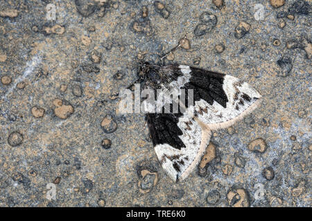 dark marbled carpet, northern marbled carpet (Dysstroma citrata, Chloroclysta citrata), sits on a rock, Iceland Stock Photo