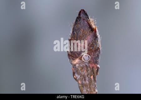 white-letter hairstreak (Satyrium w-album, Strymon w-album, Strymonidia w-album), butterfly eggs on the bud of an elm, Germany Stock Photo
