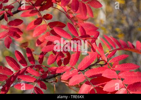 European mountain-ash, rowan tree (Sorbus aucuparia), with autumn colors, Iceland Stock Photo