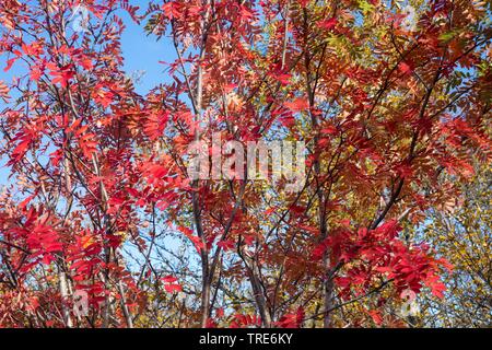 European mountain-ash, rowan tree (Sorbus aucuparia), with autumn colors, Iceland Stock Photo