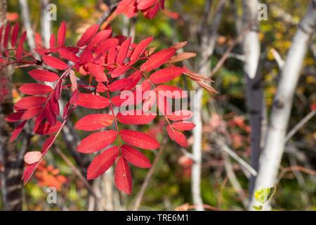 European mountain-ash, rowan tree (Sorbus aucuparia), with autumn colors, Iceland Stock Photo