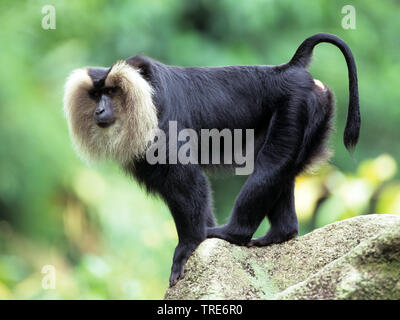 liontail macaque, lion-tailed macaque (Macaca silenus), stands on a stone Stock Photo