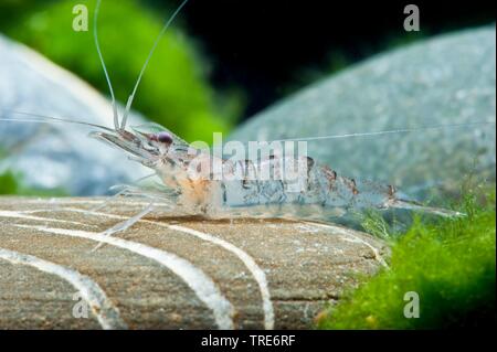 Snowflake Shrimp (Arachnochium mirabile), sitting on a stone, side view Stock Photo