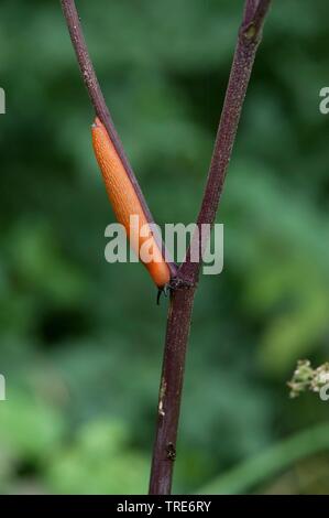 Red slug, Large red slug, Greater red slug, Chocolate arion, European red slug (Arion rufus, Arion ater ssp. rufus), at a plant, Germany Stock Photo