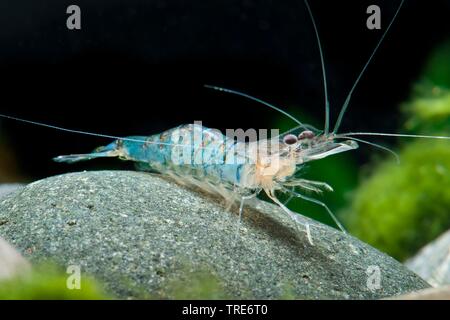 Snowflake Shrimp (Arachnochium mirabile), sitting on a stone, side view Stock Photo