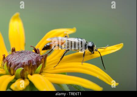 Crabronid wasp (Astata boops), on yellow composite, Germany Stock Photo