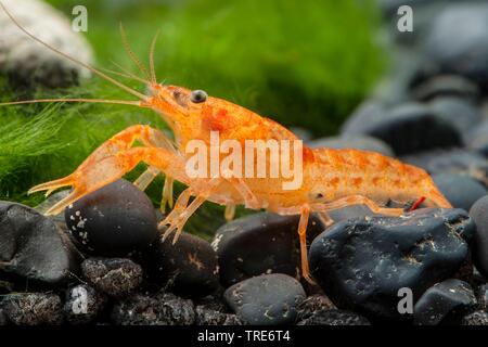 Orange Lobster (Cambarellus patzcuarensis), side view Stock Photo