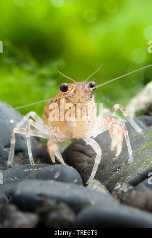 Dwarf Crayfish (Cambarellus diminutus), sitting on stones, front view Stock Photo