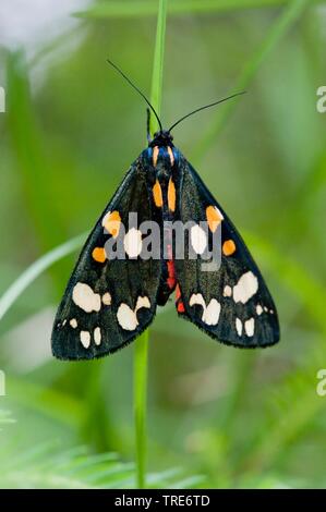 scarlet tiger (Callimorpha dominula, Panaxia dominula), sitting at a blade of grass, view from above, Germany