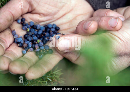 Common juniper, Ground juniper (Juniperus communis), collecting of berries, Germany Stock Photo