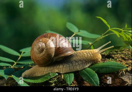Roman snail, escargot, escargot snail, edible snail, apple snail, grapevine snail, vineyard snail, vine snail (Helix pomatia), crawling on dead wood, Germany Stock Photo