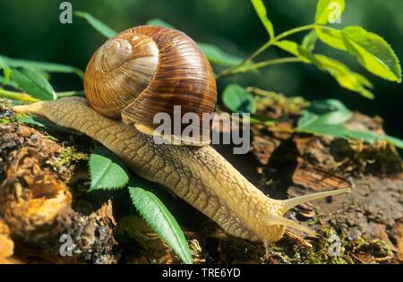 Roman snail, escargot, escargot snail, edible snail, apple snail, grapevine snail, vineyard snail, vine snail (Helix pomatia), crawling on dead wood, Germany Stock Photo