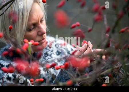 dog rose (Rosa canina), woman collecting rose-hips, Germany Stock Photo