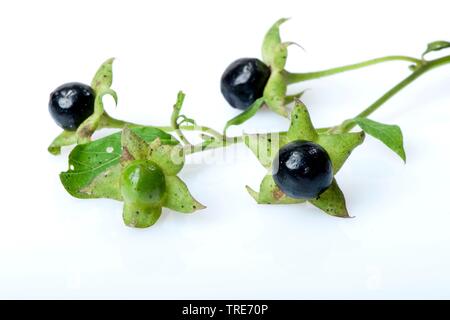 deadly nightshade (Atropa bella-donna, Atropa belladonna), fruits, cutout, Germany Stock Photo