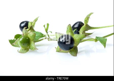 deadly nightshade (Atropa bella-donna, Atropa belladonna), fruits, cutout, Germany Stock Photo