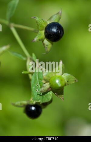 deadly nightshade (Atropa bella-donna, Atropa belladonna), fruits, Germany Stock Photo