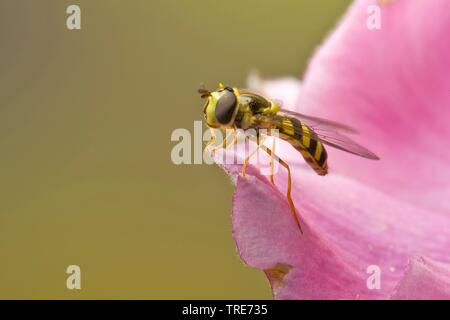 hoverfly (Dasysyrphus albostriatus), on a flower, Germany Stock Photo