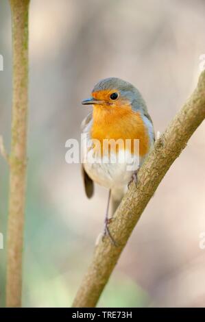 European robin (Erithacus rubecula), sitting on a branch, Germany Stock Photo