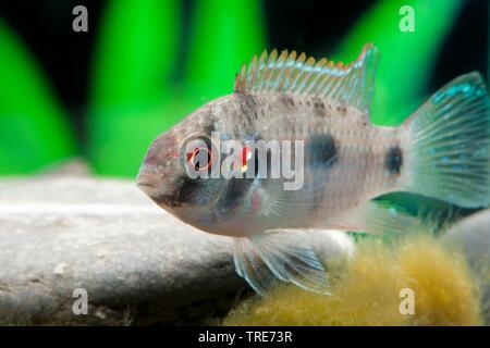 dwarf jewel fish (Anomalochromis thomasi), swimming Stock Photo