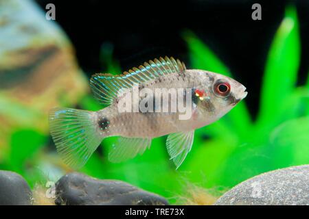 dwarf jewel fish (Anomalochromis thomasi), swimming Stock Photo