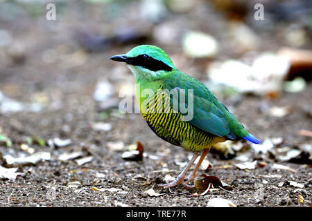 Bar-bellied Pitta, Hydrornis elliotii (Hydrornis elliotii), sitting on the ground, Vietnam, Cat Tien Stock Photo