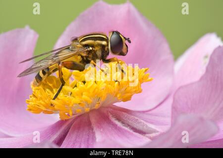 sun fly (Helophilus pendulus), sits on a flower, Germany Stock Photo