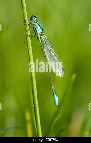 common ischnura, blue-tailed damselfly (Ischnura elegans), male sits on a blade of grass, Germany Stock Photo