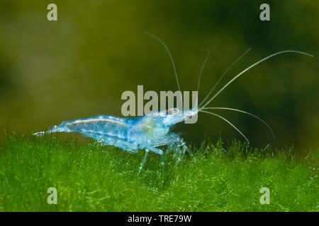 Blue Velvet Shrimp (Neocaridina davidi, Neocaridina heteropoda), breed Blue Velvet Stock Photo