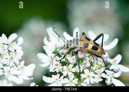 Speckled Longhorn Beetle (Pachytodes cerambyciformis, Judolia cerambyciformis), on Iberis, Germany Stock Photo