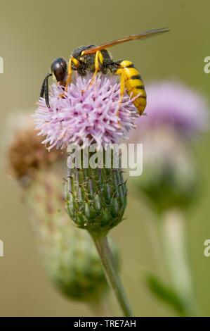 Bee-killer wasp, Bee-killer (Philanthus triangulum, Philanthus apivorus), on blooming thistle, Germany Stock Photo