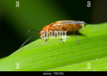 common red soldier beetle bloodsucker beetle hogweed bonking beetle (Rhagonycha fulva), sits on a leaf, Germany Stock Photo